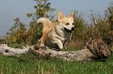 CORGI PEMBROKE 1015